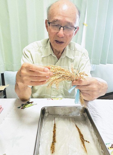 84-Year Old Continues to Cultivate Hiroshima Peace Rice in Nagasaki