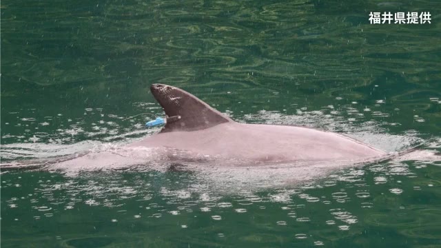 Fukui's Beloved Biting Dolphin Mysteriously Dies