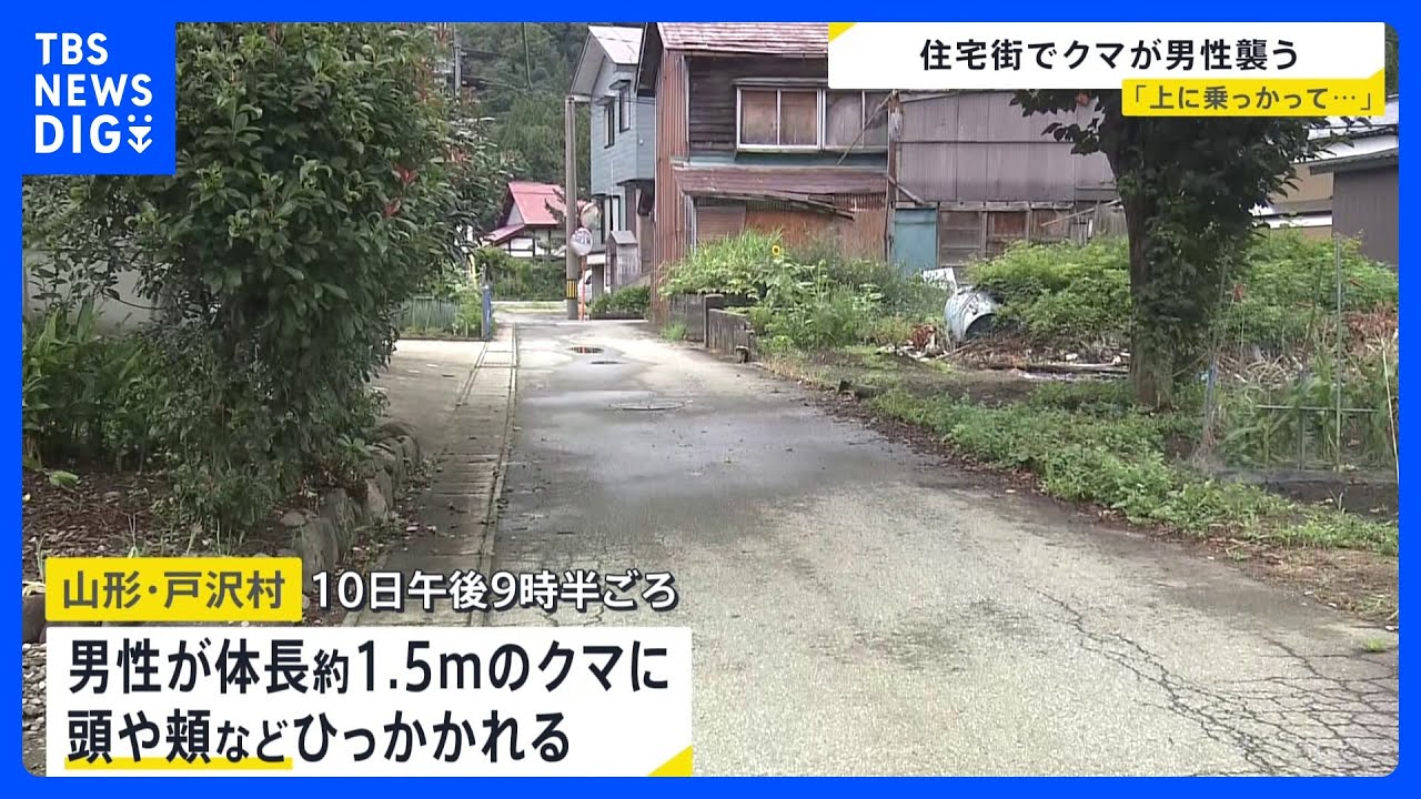 Bear Encounter Turns Tense in Hokkaido: Man Missing