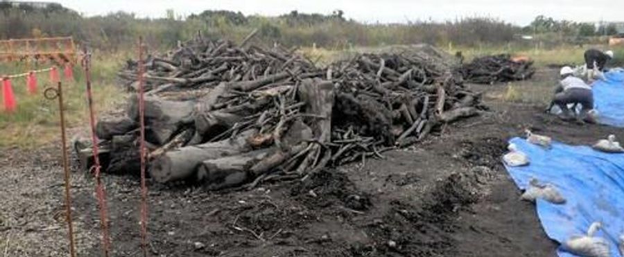 Historic Dig Site Reveals Surprising Trove of Buried Trees: Investigation Launched