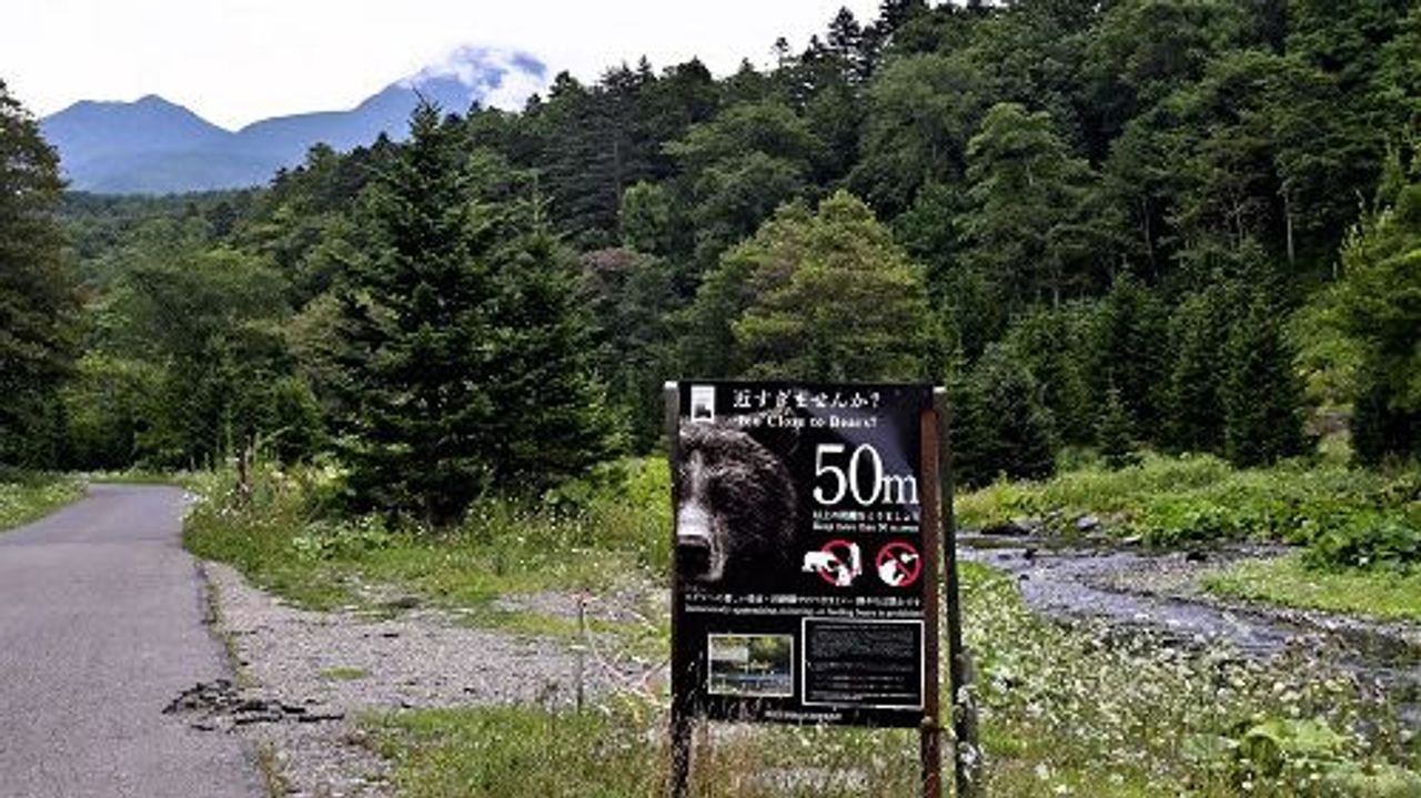 Desperate Struggle: Friend Fights Back in Fatal Bear Attack