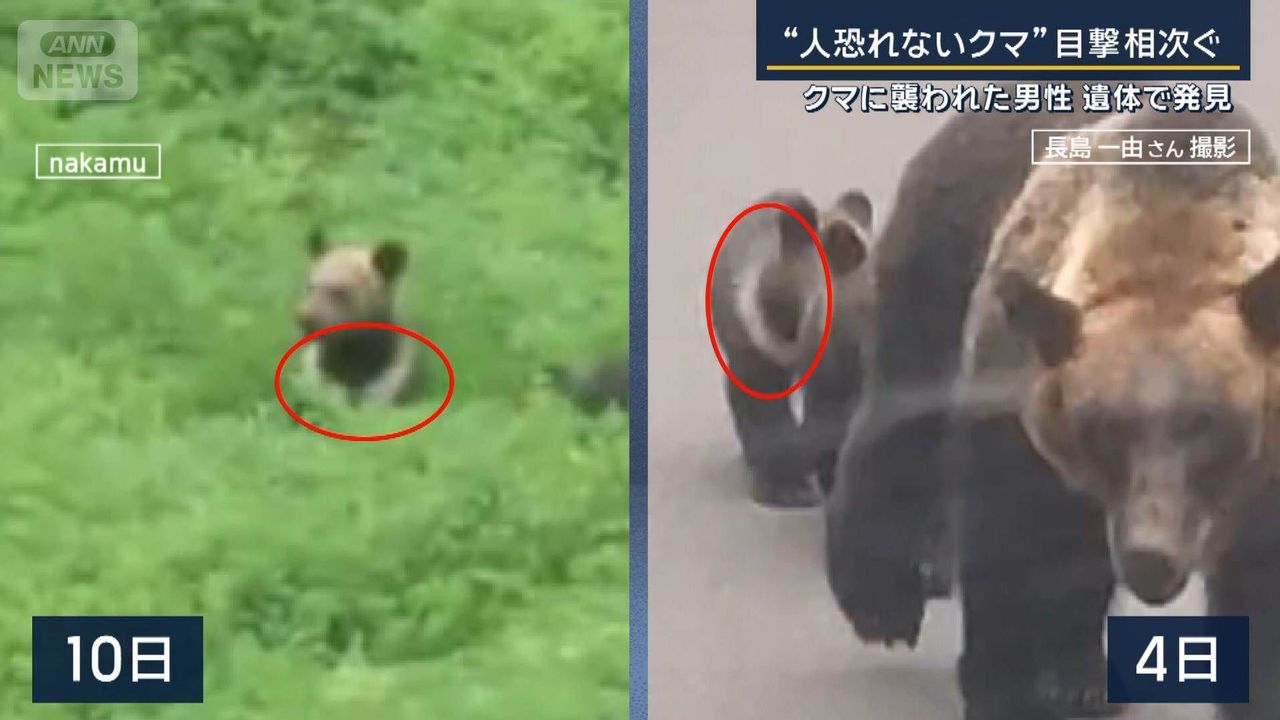 Bear Attack Leads to Tragic End: Salmon Shortage to Blame?