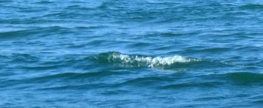 High School Student's Untimely Demise During Snorkeling Adventure