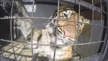 North Safari Park Defiantly Fights Return Order