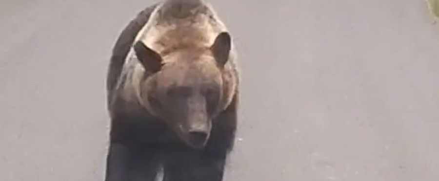 Urban Wangler: A 26-year-old Fends off a Bear in Lively Encounter