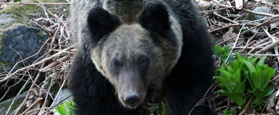 Bear Sightings Rise, Hunting Association in Japan Allows Refusal to Shoot