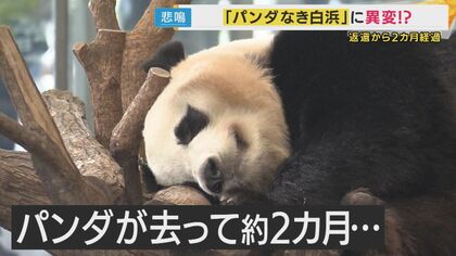 Panda-less Shirahama Sees Tourist Tumble