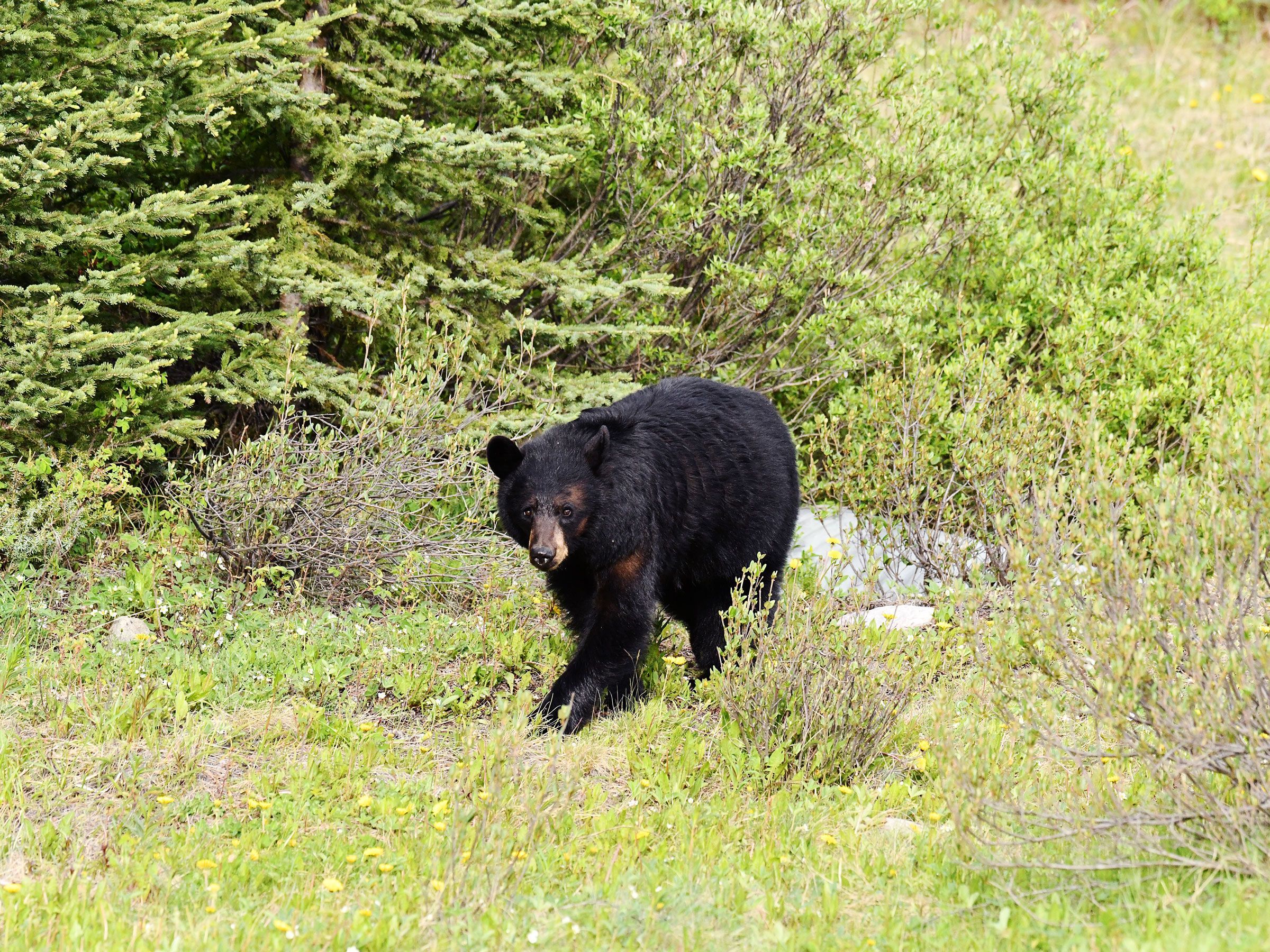 Bear Attack Dwindles Tourism in Japan Town