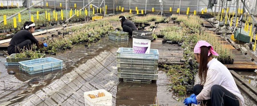 Nature's Fury Wipes Out Harvest: Agrarian Anguish in Kumamoto Due to Heavy Rainfall
