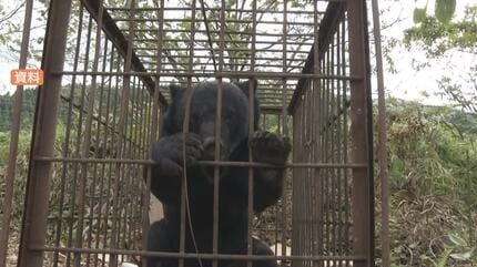 Schoolboy's Close Encounter: Bear Chases Middle School Student in Jovial Yamagata Event!