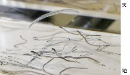 Unraveling the Murky World of Glass Eel Trading