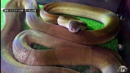 Giant Snake on the Loose: Captured After 22-day Chase