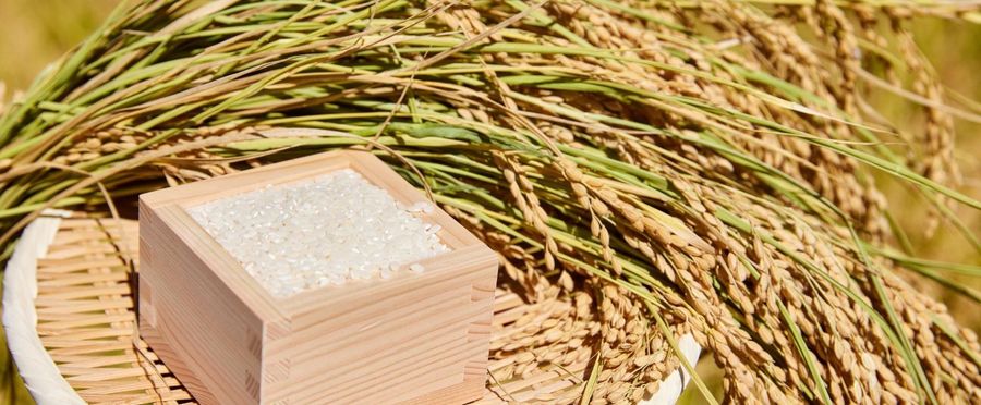 Soaring Rice Prices: Experts Call for Nimble Policies and Regulations