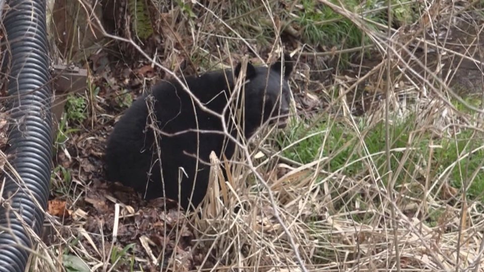 Bear Goes Face to Face with Car on Japanese Highway: The Encounter Ends Tragically