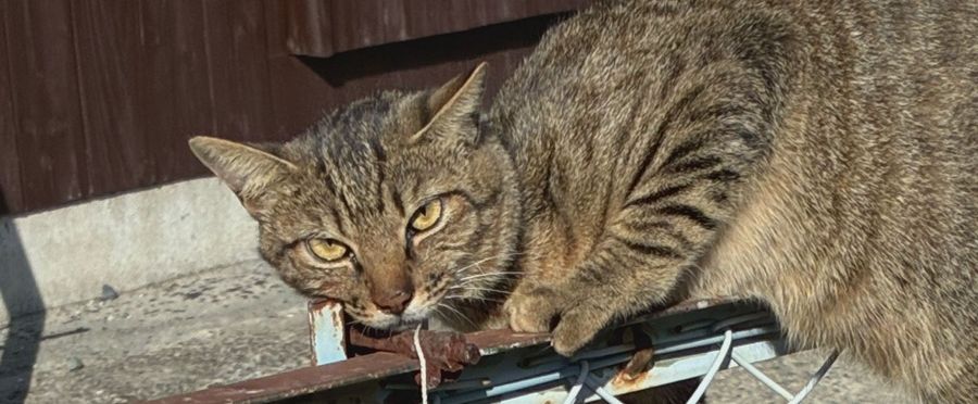 Local Shopkeeper Rescues Choked Cat, Sparks Outrage