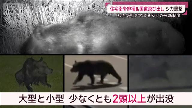 Urban Jungle: Tokyo Man Overcomes Bear Encounter