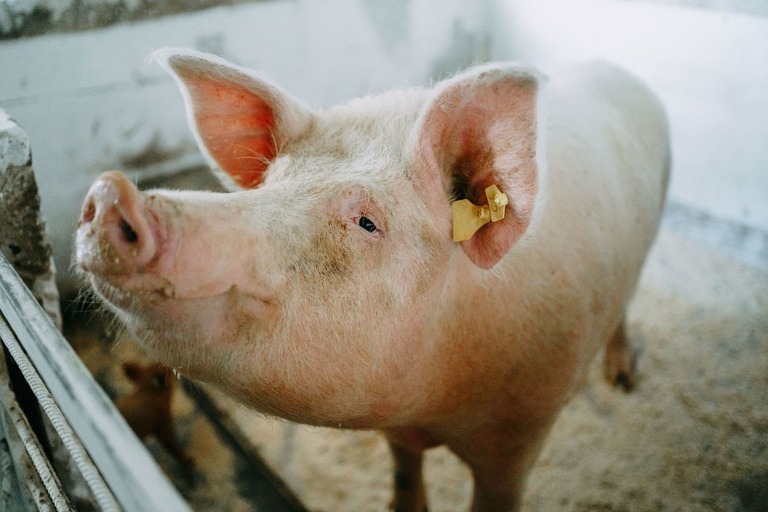 Revolutionary Transplant: Chinese Doctors Implant Pig Lung into Brain-dead Patient