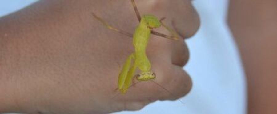 Unbelievable Discovery: An All-Yellow Praying Mantis Astounds Scientists!