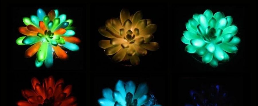 Illuminating Innovation: Japanese Scientists Engineer Plants that Glow in Red and Blue