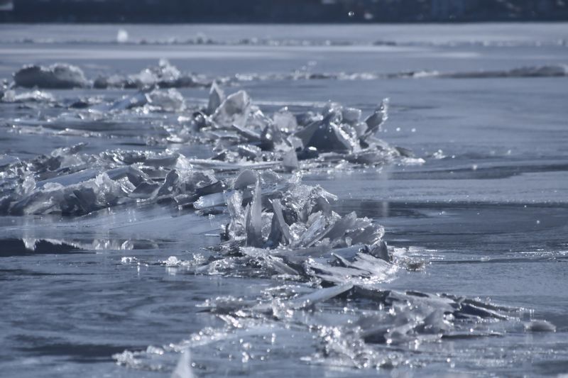 Algae Apocalypse: Suwa Lake Grapples with Seaweed Surge