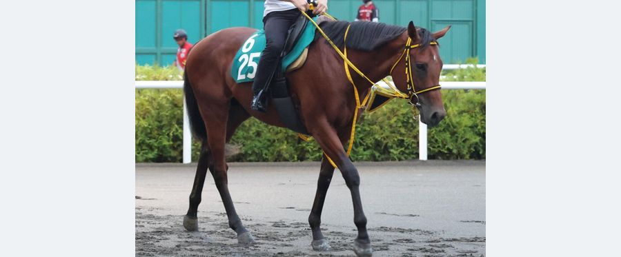 Unexpected Switcheroo: Different Horse Revealed pre-Race