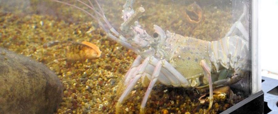 White Lobster Catch Shocks Scientists!