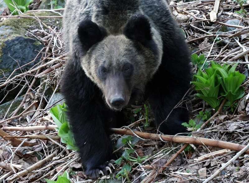 High-Speed Collision: Bear Tragedy in Hokkaido