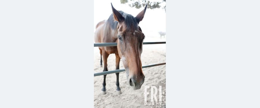 Farewell to a Legend: Haru Urara Gallops to the Skies