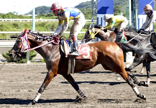 Nation Mourns the Passing of Beloved Racehorse Haru Urara