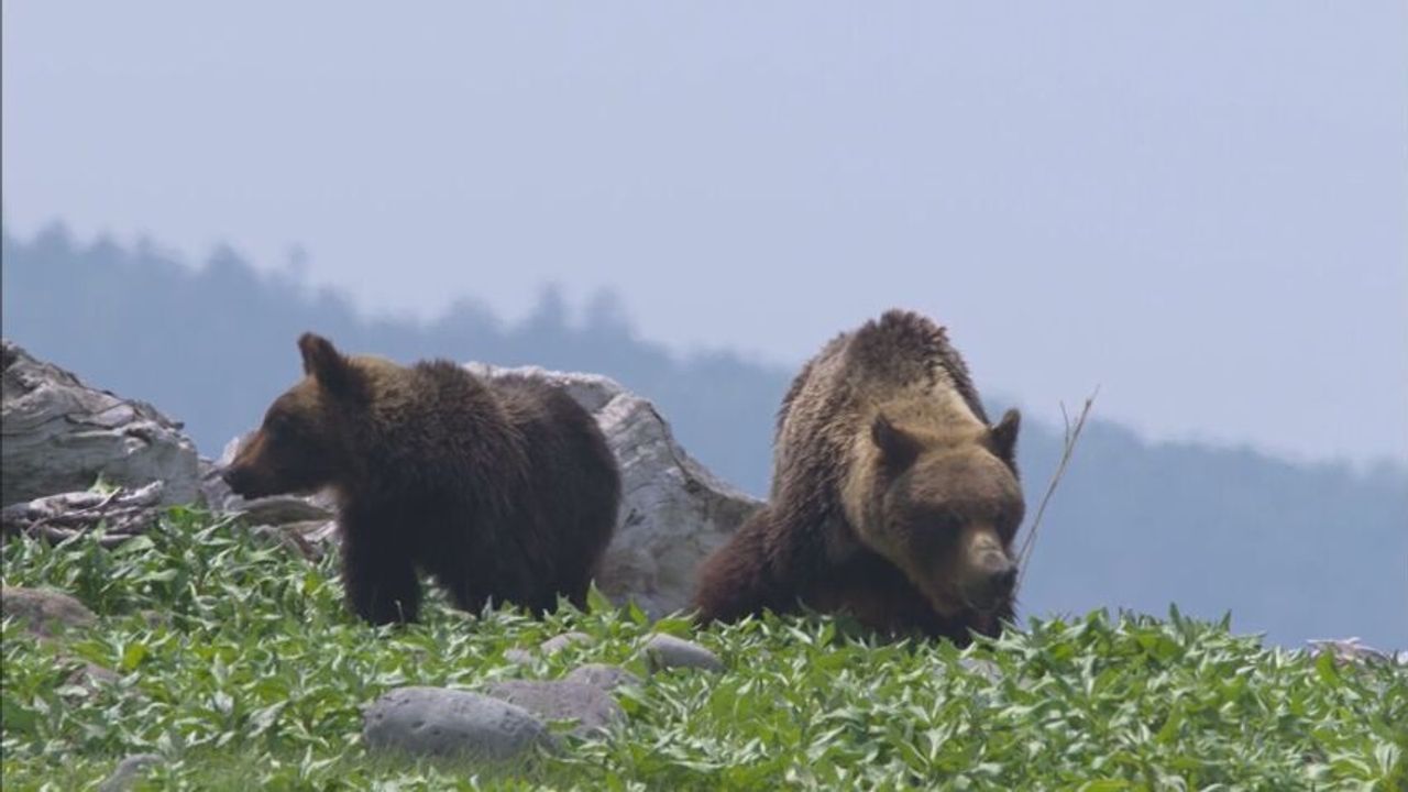 Bear Attack Unfolds at Mount Rausu: An Ominous Prelude to a Tragedy