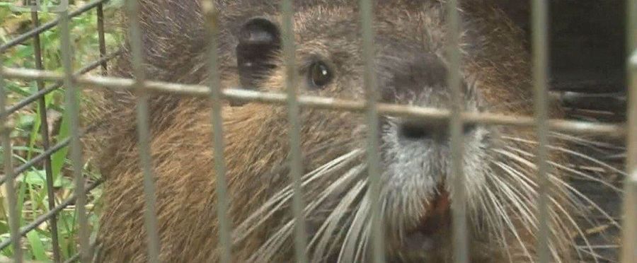 Nutria Boom Sparks Culinary Innovation in Japan
