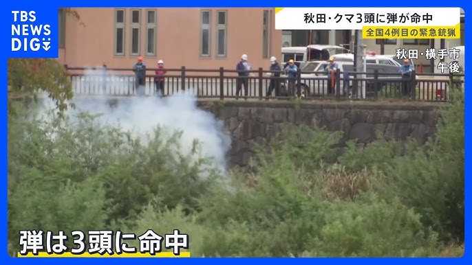 Precision Ammo Strikes: Bear Trio in Akita Faces Instant Justice