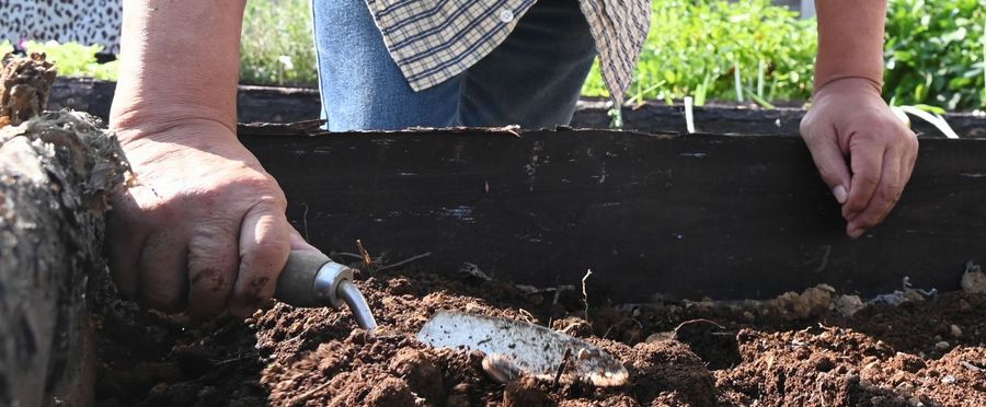 Harvest for All: Public Parks become Veggie Hotspots!