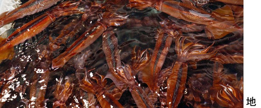 Squid Harvest: Japan Hits the Brakes on Overfishing