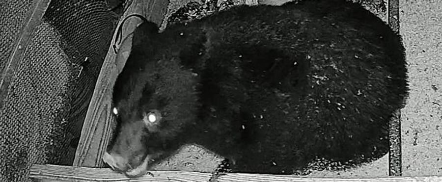 Bear's Midnight Roost Raid: 180 Chickens Fall Foul to Intruder