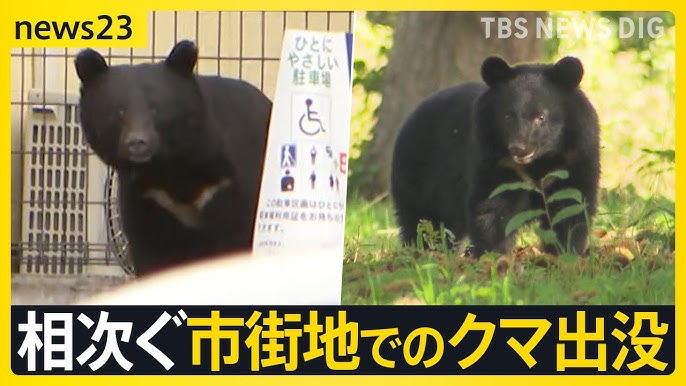 Baring Their Teeth: Akita's Ongoing Struggles with Bear Attacks
