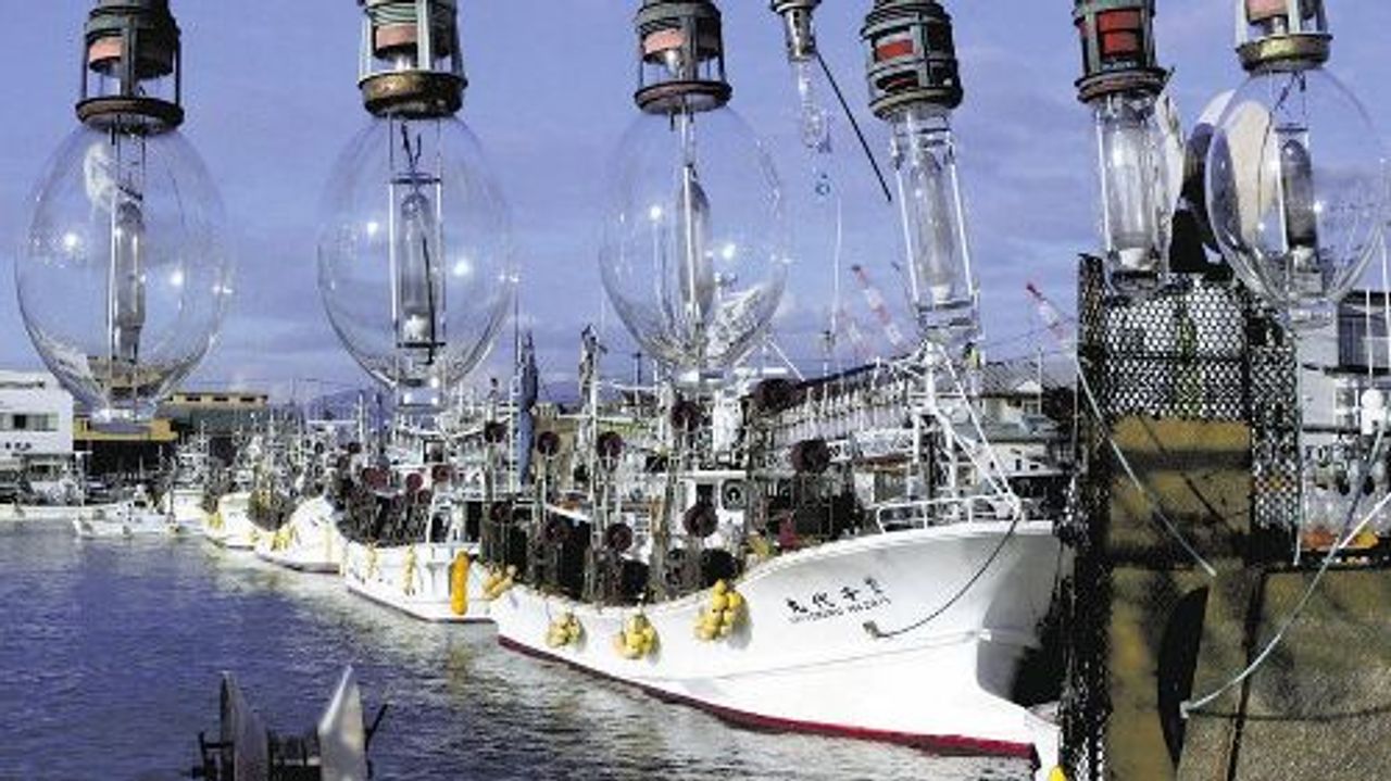 Hakodate Grapples with Squid Fishing Suspension: An Unforeseen Ripple Effect