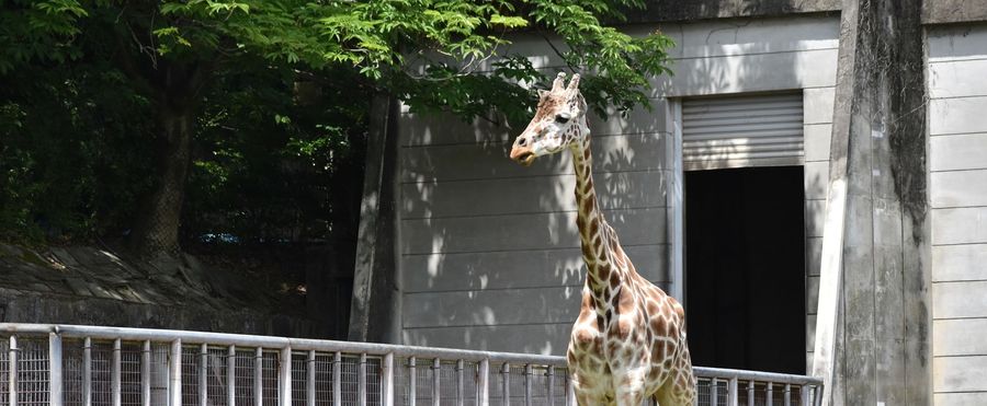 Beloved Zoo Giraffe Succumbs to Tragic Accident