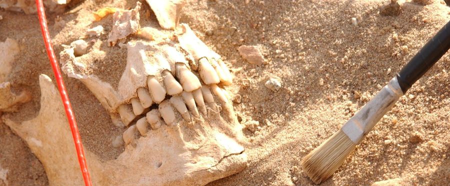 Mystery Unveiled: Deciphering the Plague that Struck Napoleon's Troops