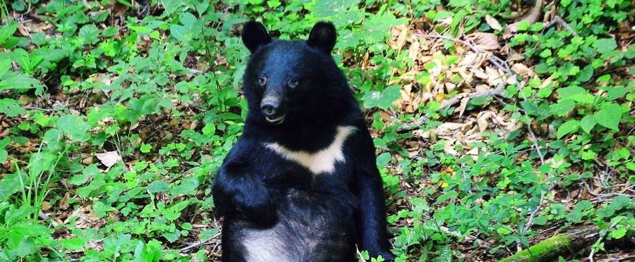 Rice-ing Concerns: Frequent Bear Incidents Spark Alarm in Tohoku