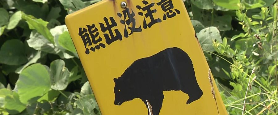 Dog-Napping Bear on the Loose in Japan