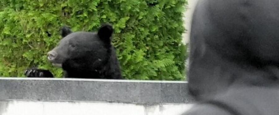 Living Dangerously: Two-thirds of Bear-related Injuries Occur in Human Habitats