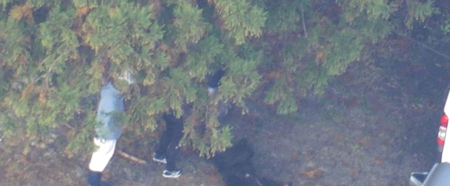 Man's Best Friend: A Tragic Tale in Natures Call in Japan