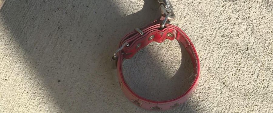 Bear Nabs Canine Companion, Shocks Local Community