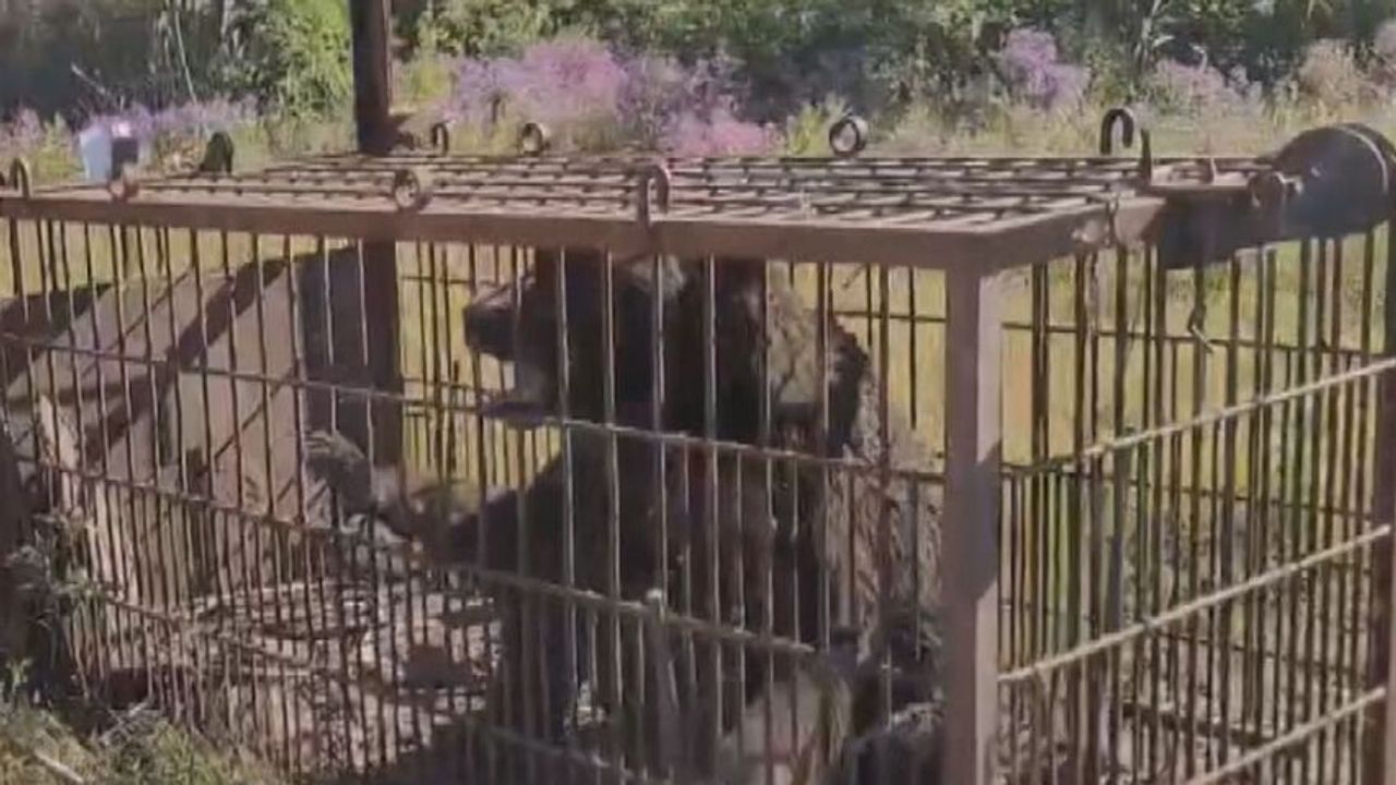 Town Remains on Edge as the Hunting Association Continues Month-Long Standstill