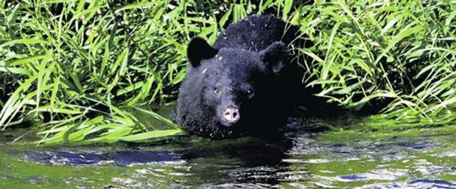 Bear Alert: Education Board on High Alert for Possible Encounters