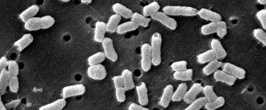 School Trip Takes a Sickly Twist: 170 Stricken with Food Poisoning in Okinawa