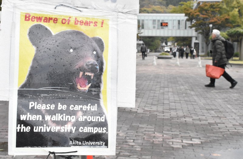 Bear Necessities: UK Tourists Urged To Be Bear-Aware In Japan