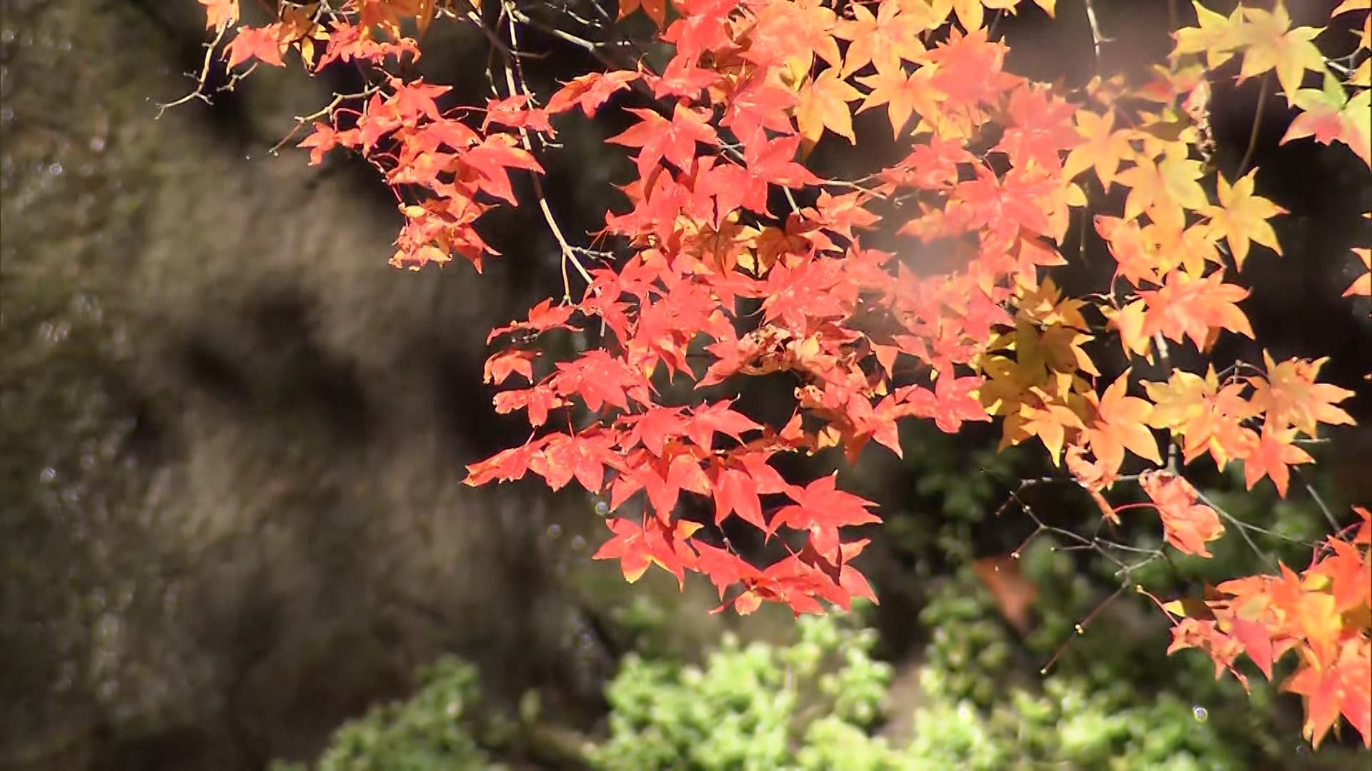 A Dreary November Forecast: Less Autumn Sunshine for Japan