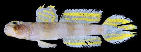 Unleashing the Saiyan: Japan Discovers a Brand-New Fish Species